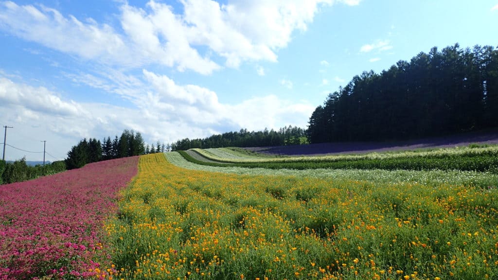 北海道富良野